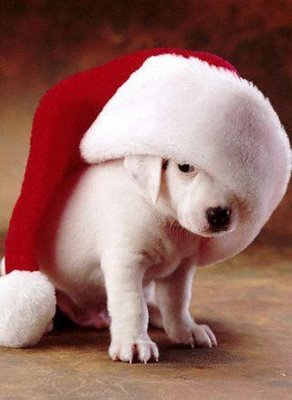 funny_christmas_pictures_09 - Animale