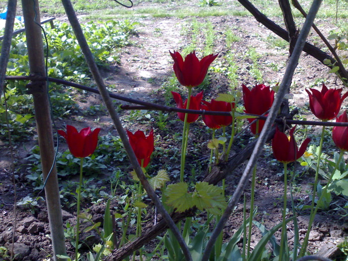 lalele rosii - gradina mea 2010