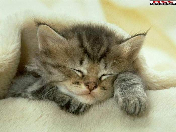 pisica dormind.jpg - tigri si animale dragute siamuzante