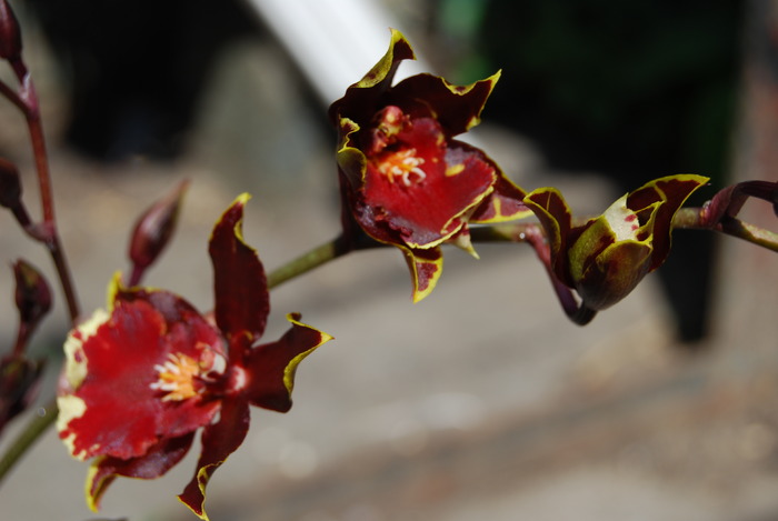 Cambria - Colmanara Wildcat - Orhidee