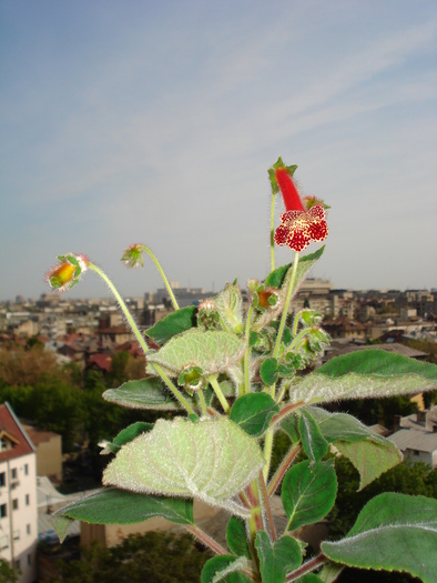 KOHLERIA
