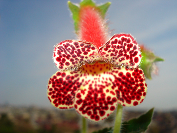 KOHLERIA