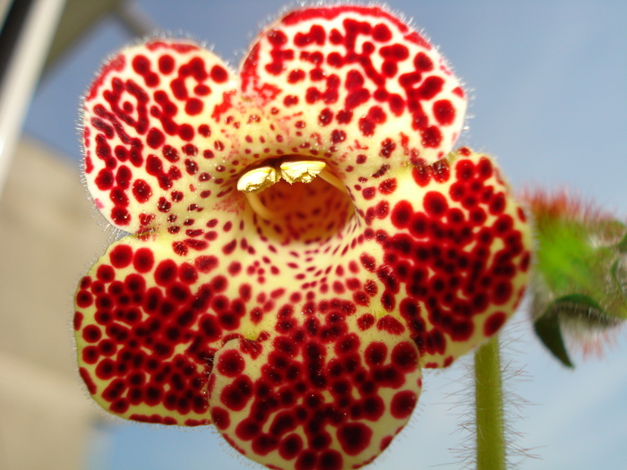 KOHLERIA