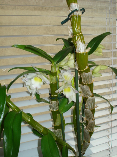DENDROBIUM NOBILE-DIN NOU CU BOBOCI!