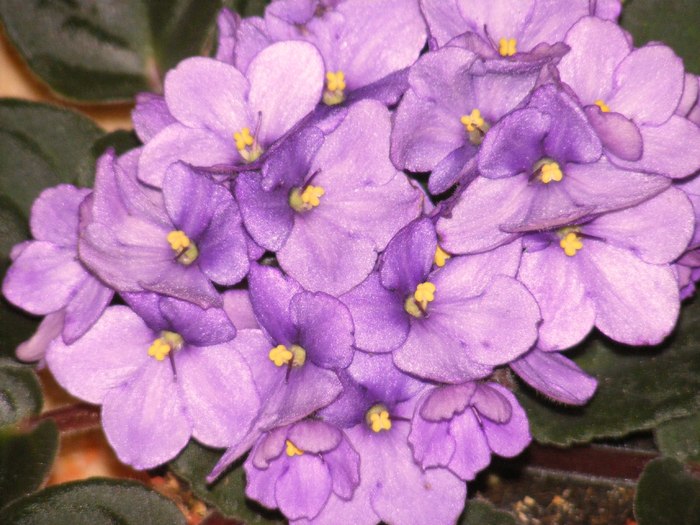 aprilie 2010 - violete vulgare