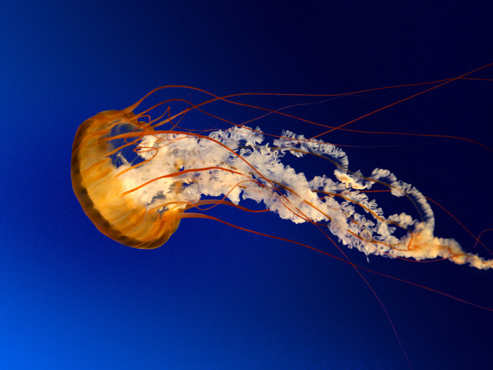 Jellyfish - poze cu flori si animale