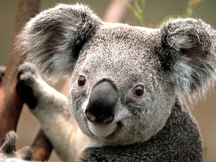 Koala - poze cu flori si animale