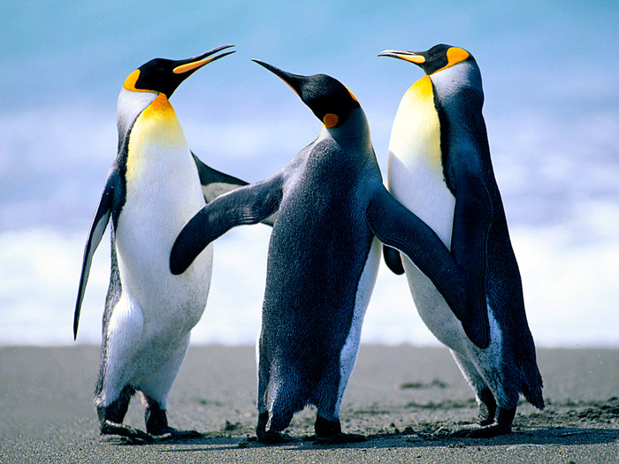 Penguins - poze cu flori si animale