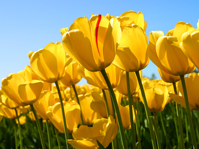Tulips - poze cu flori si animale