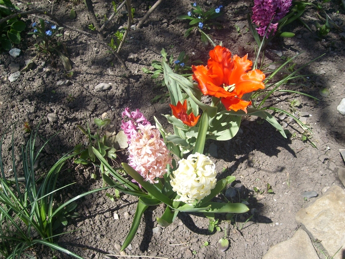 SL274256 - flori de gradina - 2010