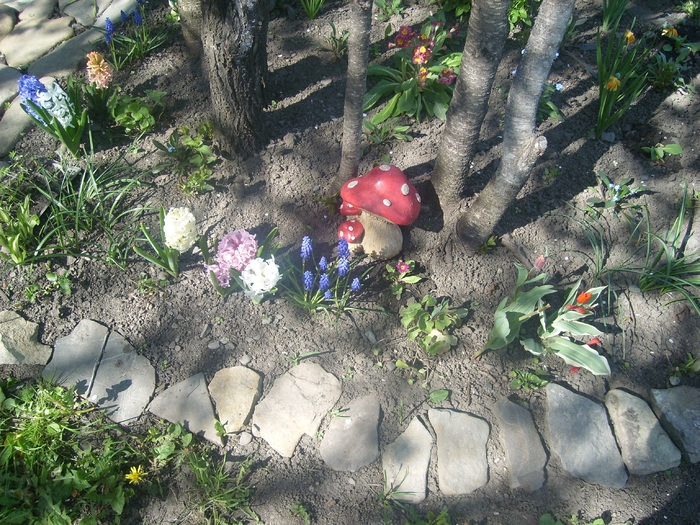 SL274259 - flori de gradina - 2010