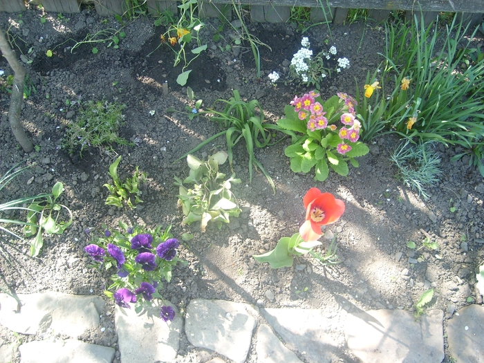 SL274264 - flori de gradina - 2010