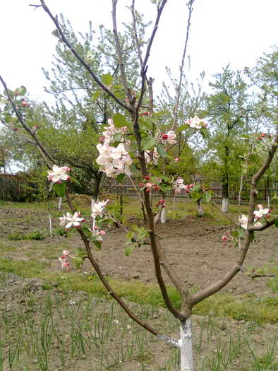 inceput de fl. Florina - pomi 2010_2