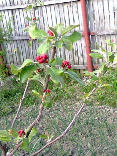 Ramura de Florina - pomi 2010_2