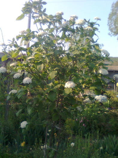 viburnum carlesii - arbusti infloriti