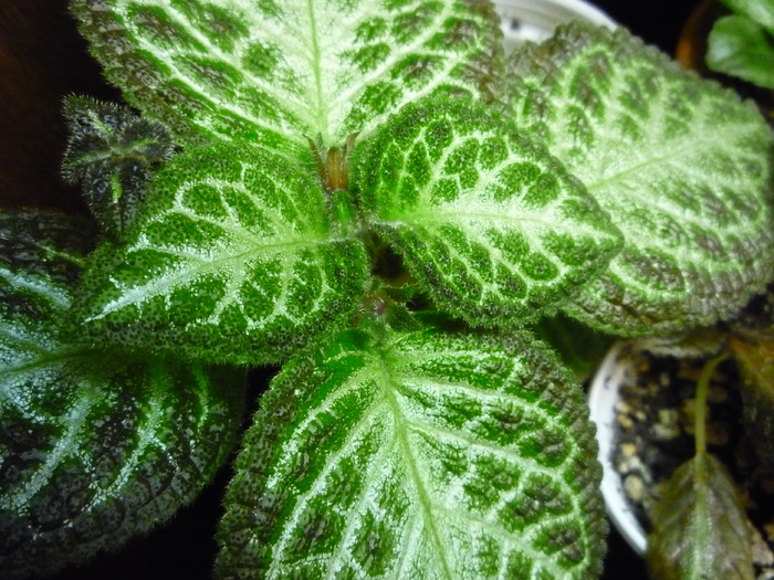 Tricolor-4.05.2010 - episcia