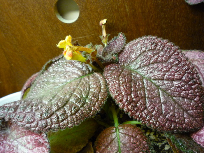 Fire Lizard-4.05.20100 - episcia