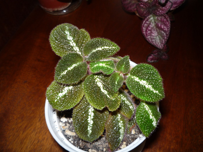 P1020638 - episcia