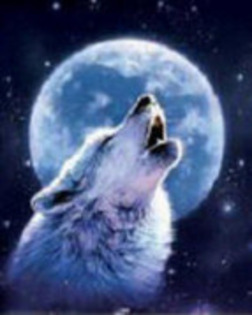 lup si luna! - numai animalute - blue97