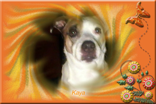 Cainele meu, Kaya - Poze cu animale modificate