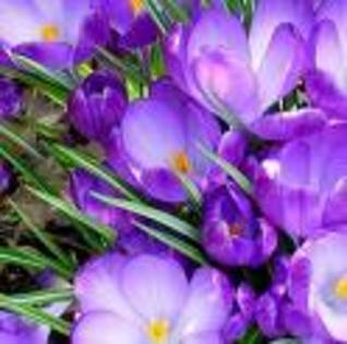1 poza flori - plata pt purple