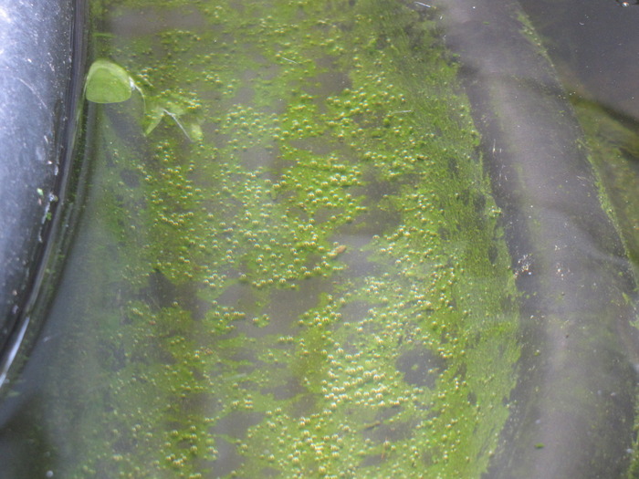 Alge in havuz  4 mai 2010 (6) - alge in havuz