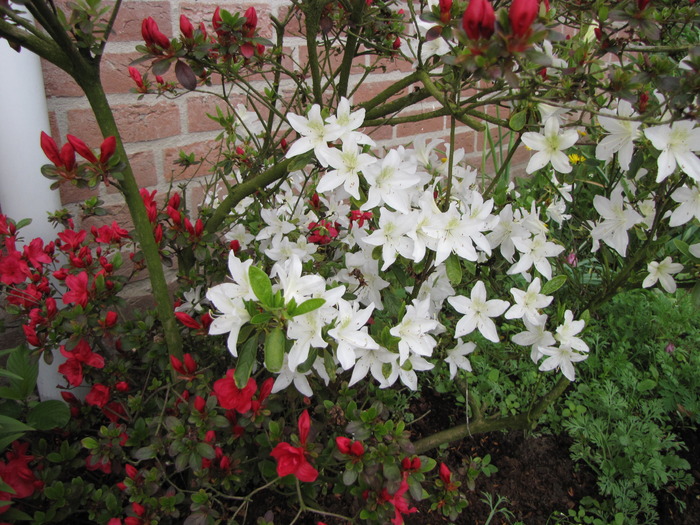 Rhodo alb si azalee rosie 4 ami 2010 (2) - rhododendron