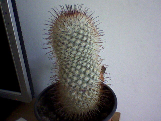 cactus - cactusi