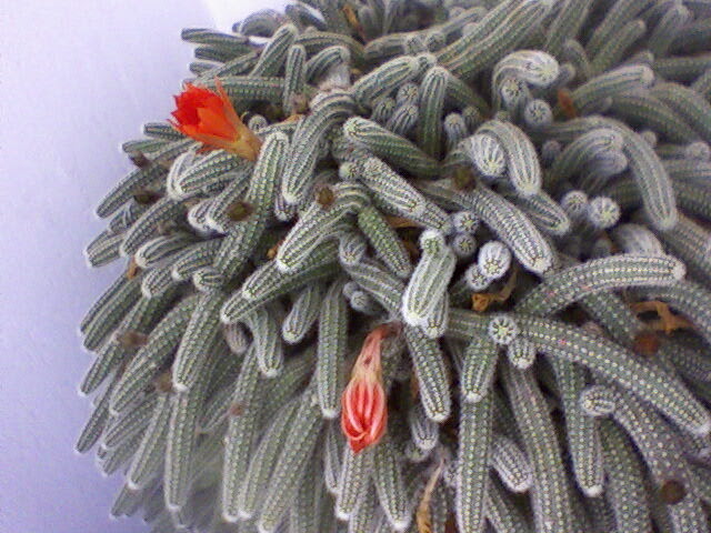 cactus imbobocit - cactusi