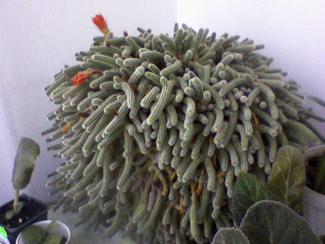 cactus serpisor imbobocit