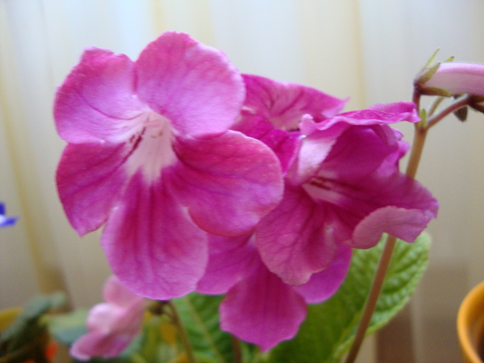 DSC00446 - 2010 streptocarpus