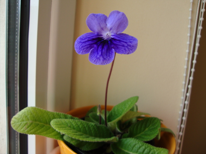 DSC00281 - 2010 streptocarpus