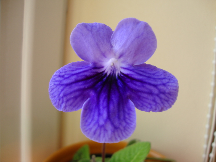 DSC00282 - 2010 streptocarpus