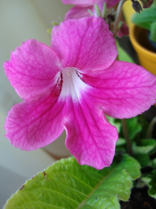 DSC00380 - 2010 streptocarpus