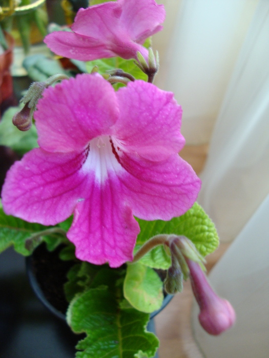 DSC00381 - 2010 streptocarpus