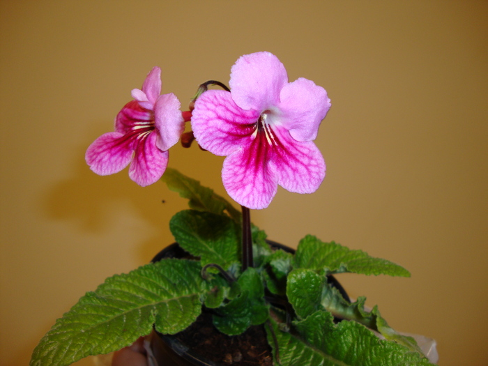 DSC00403 - 2010 streptocarpus