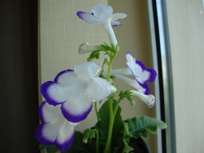 DSC00432 - 2010 streptocarpus