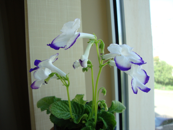 roulette azur - 2010 streptocarpus