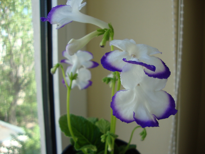 DSC00434 - 2010 streptocarpus