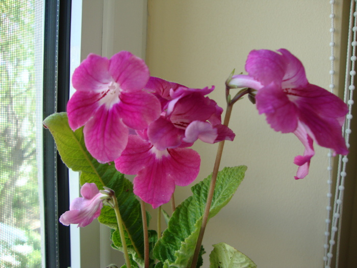 DSC00435 - 2010 streptocarpus