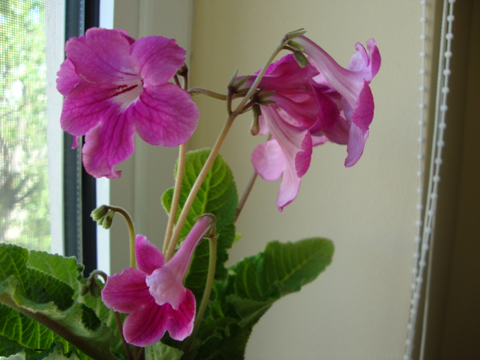DSC00436 - 2010 streptocarpus