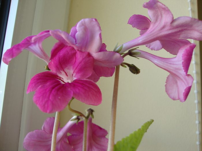 DSC00437 - 2010 streptocarpus