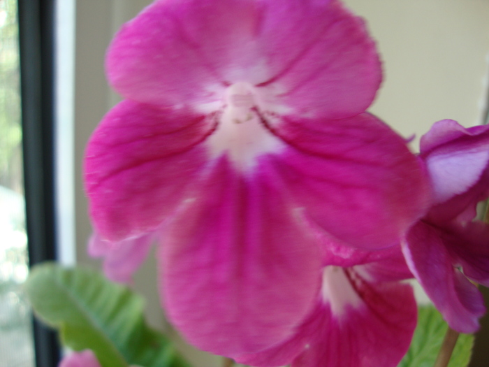 DSC00438 - 2010 streptocarpus
