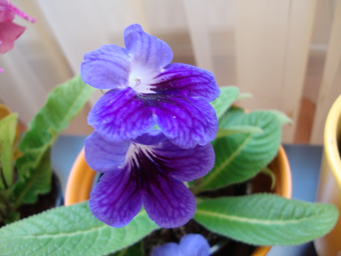 DSC00439 - 2010 streptocarpus