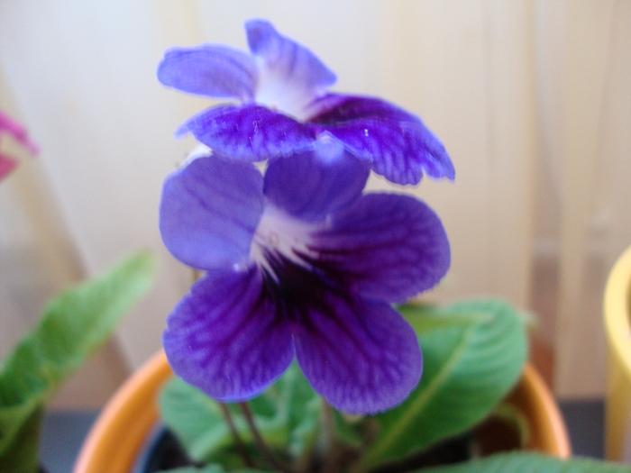 DSC00441 - 2010 streptocarpus