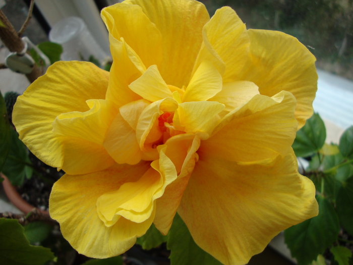 DSC00024 - 2010 hibiscus