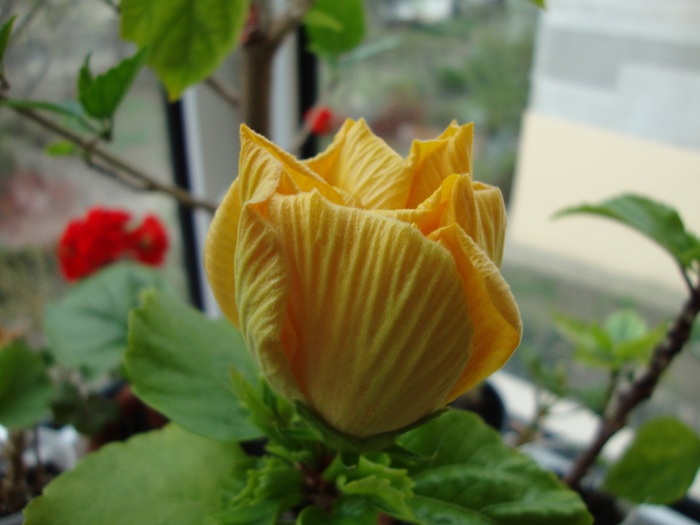 DSC00123 - 2010 hibiscus