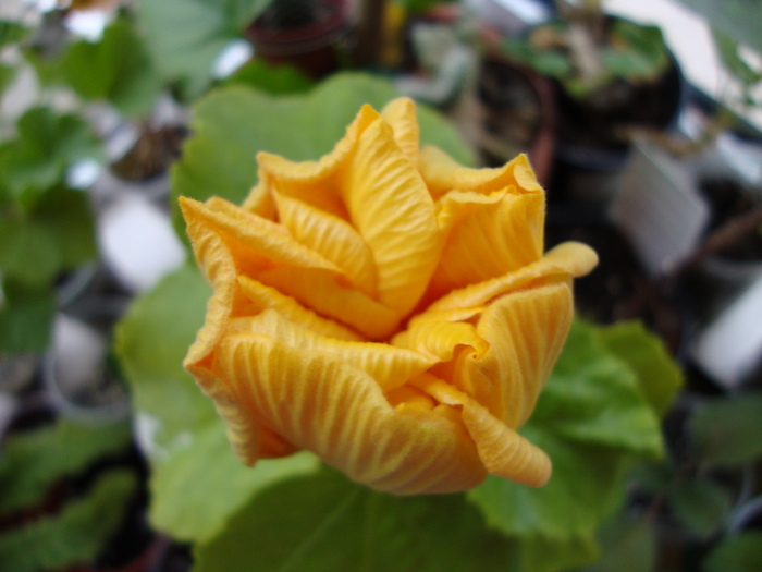 DSC00124 - 2010 hibiscus