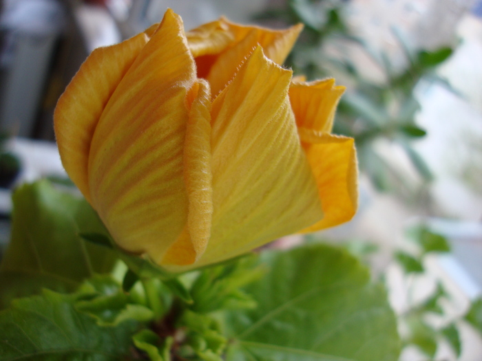 DSC00126 - 2010 hibiscus