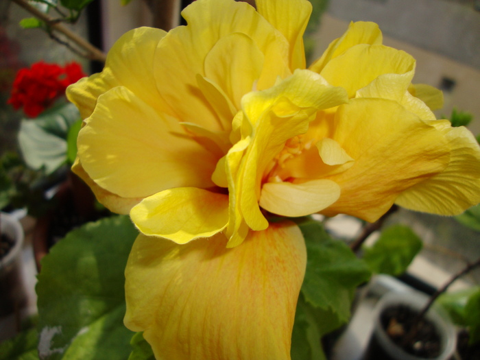 DSC00131 - 2010 hibiscus